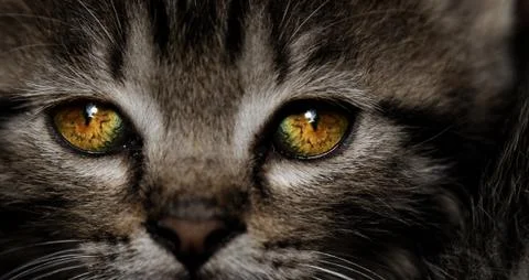 Tabby kitten Stock Photos