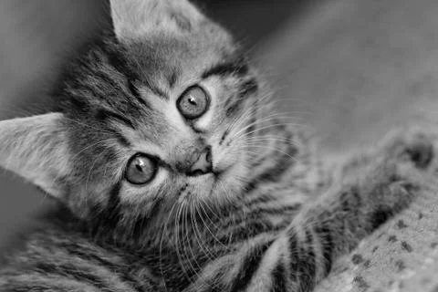 Tabby kitten Stock Photos