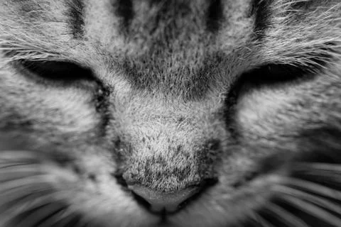 Tabby kitten Stock Photos