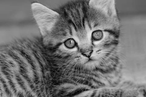 Tabby kitten Stock Photos
