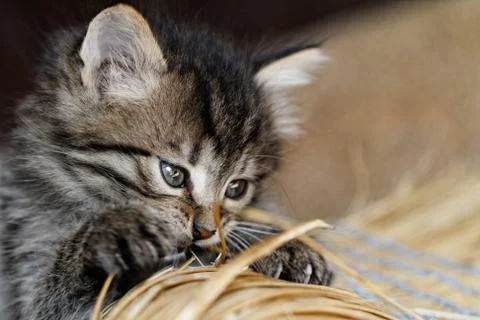 Tabby kitten Stock Photos