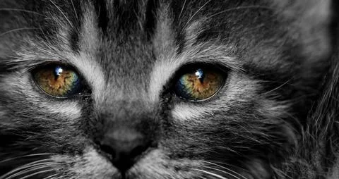 Tabby kitten Stock Photos