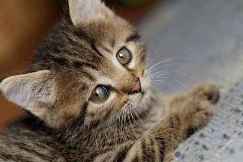Tabby kitten Stock Photos