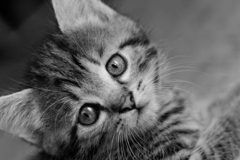 Tabby kitten Stock Photos