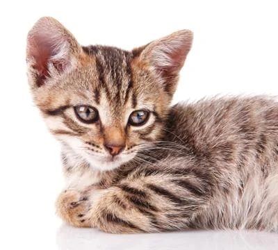 Tabby kitten Stock Photos
