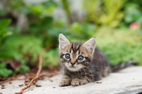 Tabby kitten Stock Photos