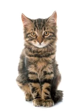 Tabby kitten Stock Photos