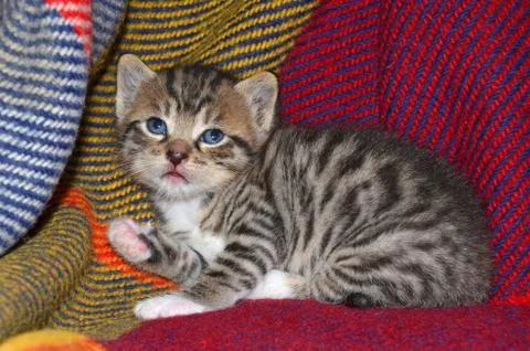 Tabby kitten Stock Photos