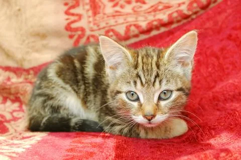 Tabby kitten Stock Photos