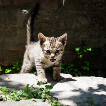 Tabby kitten 写真素材
