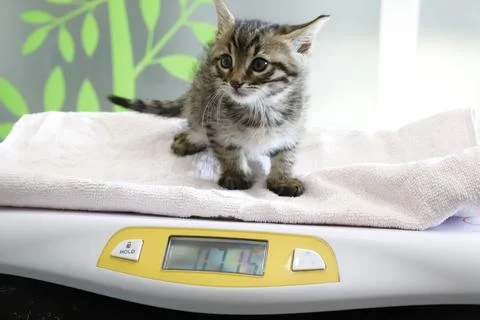 Tabby Kitten Stock Photos