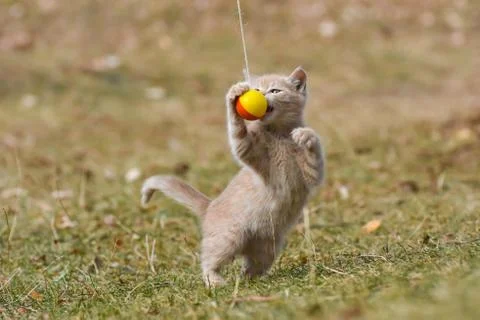 Tabby kitten play in backyard Foto stock