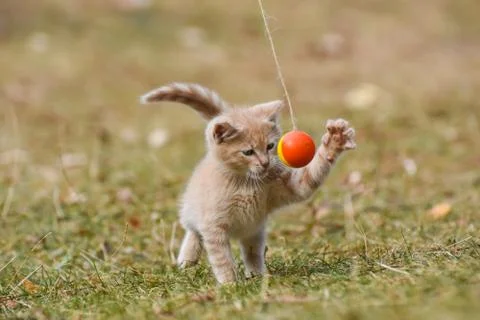 Tabby kitten play in backyard Foto stock