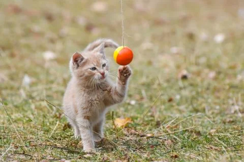 Tabby kitten play in backyard Foto stock