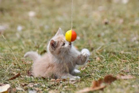 Tabby kitten play in backyard Foto stock