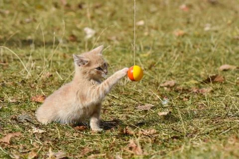 Tabby kitten play in backyard Foto stock
