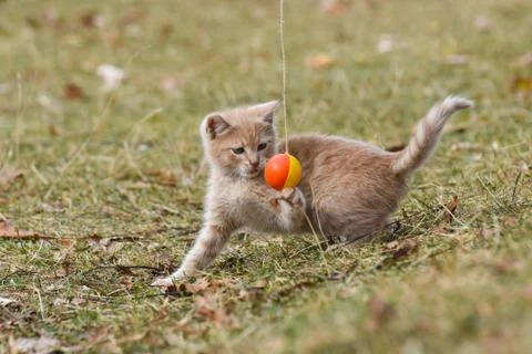 Tabby kitten play in backyard Foto stock