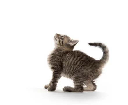 Tabby kitten playing Stock-Fotos