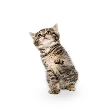 Tabby kitten playing 스톡 사진