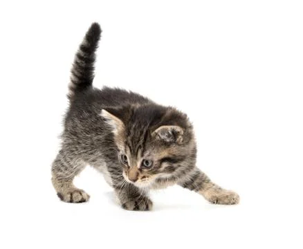 Tabby kitten playing Stock-Fotos