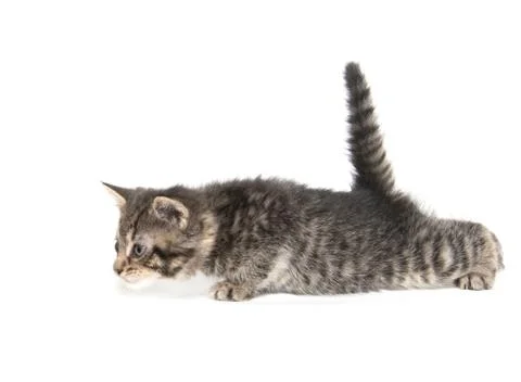 Tabby kitten playing 스톡 사진