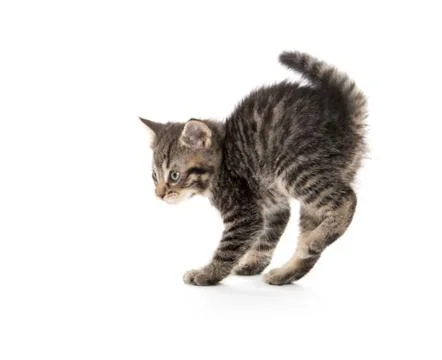 Tabby kitten playing Stock-Fotos