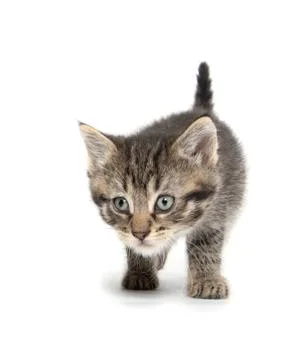 Tabby kitten playing 스톡 사진