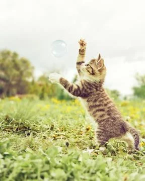 Tabby kitten playing with soap bubble outdoor. Stock Photos