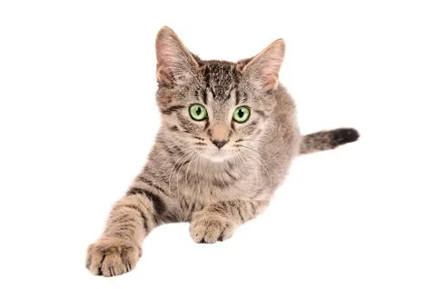 Tabby kitten reaching Stock Photos