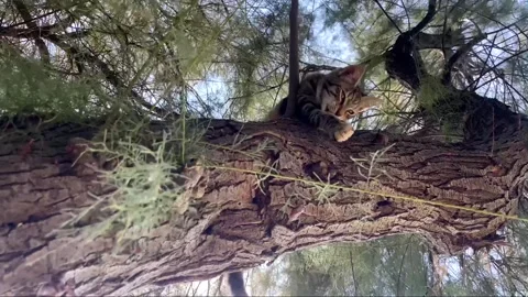 Tabby Kitten Resting on a Tree Branch. Stock Footage 344858703