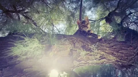 Tabby Kitten Resting on a Tree Branch. Stock Footage 344859334