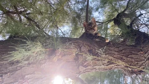 Tabby Kitten Resting on a Tree Branch. Stock Footage 344859463