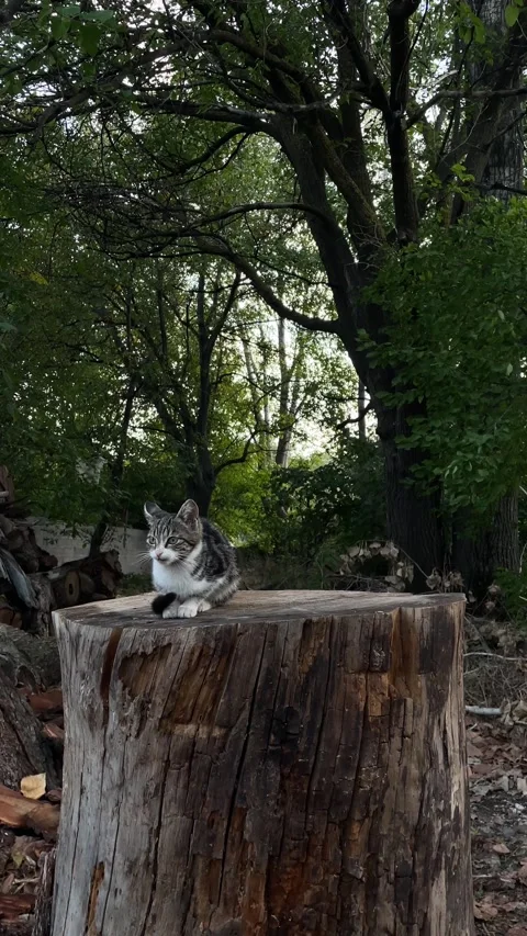 Tabby Kitten Sitting On Large Tree Stump In Green Garden, Wide Vertical 4K Stock-Footage 347594596