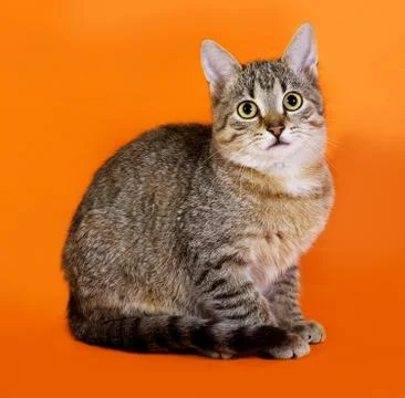 Tabby kitten sitting on orange Stock Photos