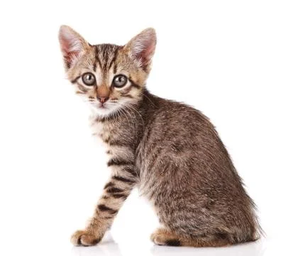 Tabby kitten sitting Stock Photos