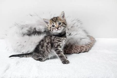 Tabby kitten sitting Stock Photos