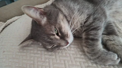 Tabby kitten sleeping on its back on a textured sofa Stock Footage 345977798
