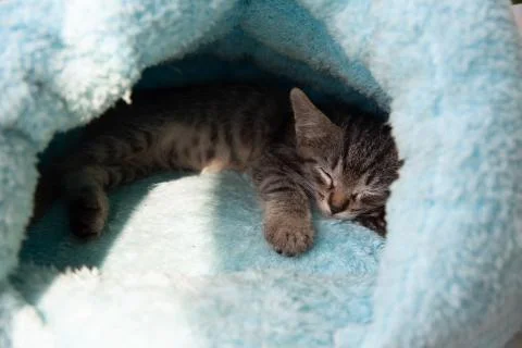 Tabby kitten sleeps in a soft blue house Stock Photos