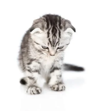 Tabby kitten standing in front view and looking down. isolated on white backg Stock Photos