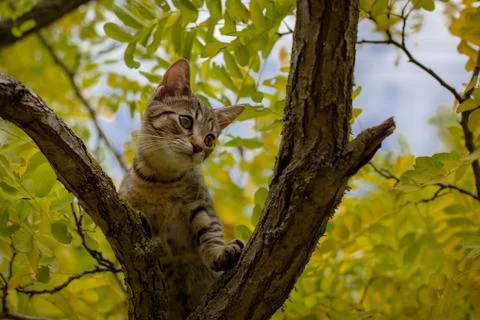 A tabby kitten in a tree Stock Photos
