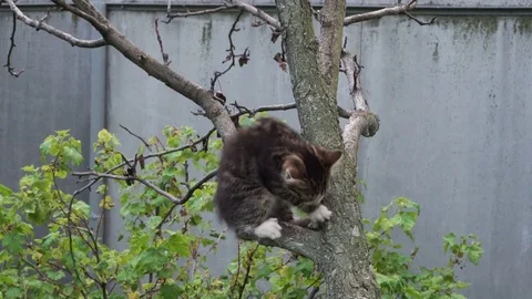 Tabby kitten trying to down a tree Video stock 76447757