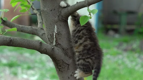 Tabby kitten trying to down a tree 動画素材 89673974