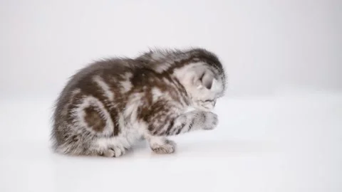 Tabby kitten washing itself Stock Footage 134317600