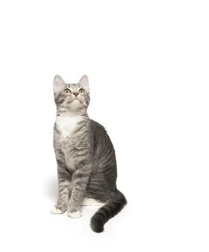Tabby kitten on white background Stock-Fotos