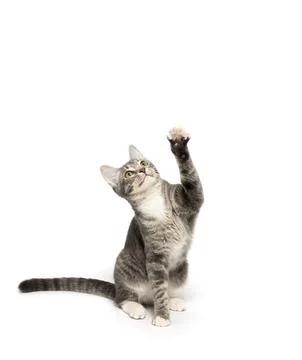 Tabby kitten on white background Fotos de archivo