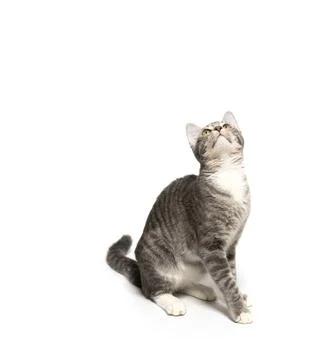 Tabby kitten on white background Stock-Fotos