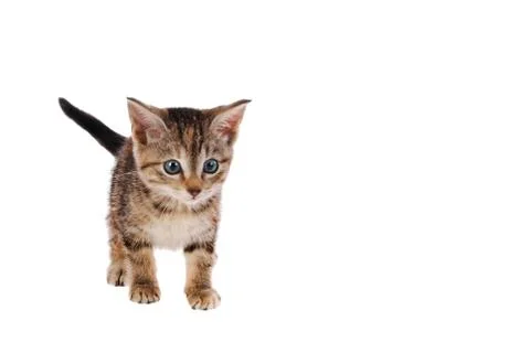 Tabby kitten on white Stock Photos