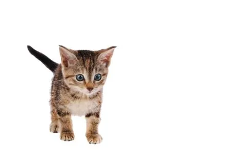 Tabby Kitten on White Stock Photos