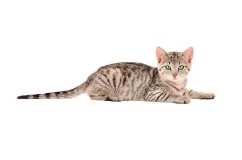 A tabby kitten on white Stock Photos