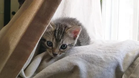 Tabby kitten in window Stock Footage 165000296